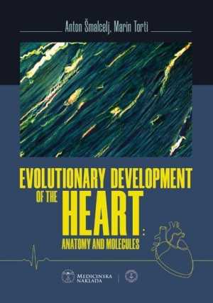 EVOLUTIONARY DEVELOPMENT OF THE HEART