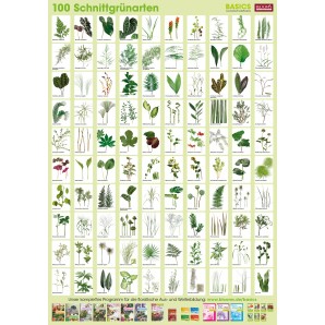 PFLANZEN-POSTER SCHNITTGRÜNARTEN